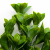 Трава искусственная -1, шт (эвкалипт лист 32 см/8 см)				 - купить в Перми. Цена: 169.93 руб.
